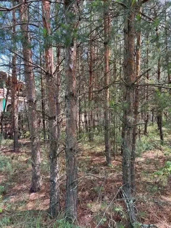 Участок в Воронежская область, Воронеж Большая Семья СНТ,  (15.0 сот.) - Фото 1