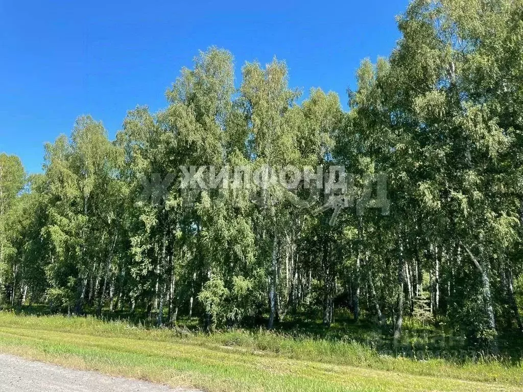 Участок в Новосибирская область, Черепановский район, с. Листвянка ул. ... - Фото 1