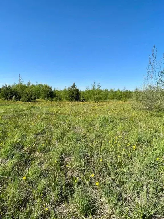 Участок в Кировская область, Киров городской округ, д. Эсауловы  ... - Фото 1