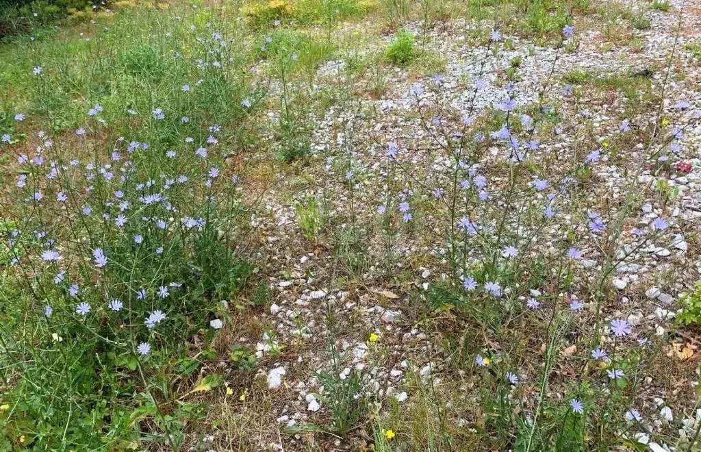 Участок в Краснодарский край, Геленджик городской округ, с. Марьина ... - Фото 2
