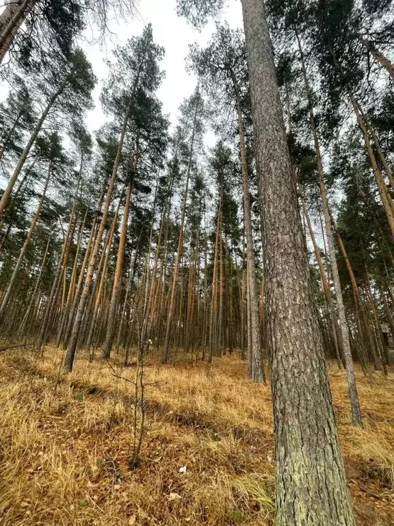 Участок в Тамбовская область, Тамбов Рассказовское ш. (14.57 сот.) - Фото 1