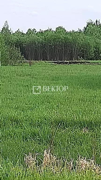 Участок в Костромская область, Кострома  (10.0 сот.) - Фото 1