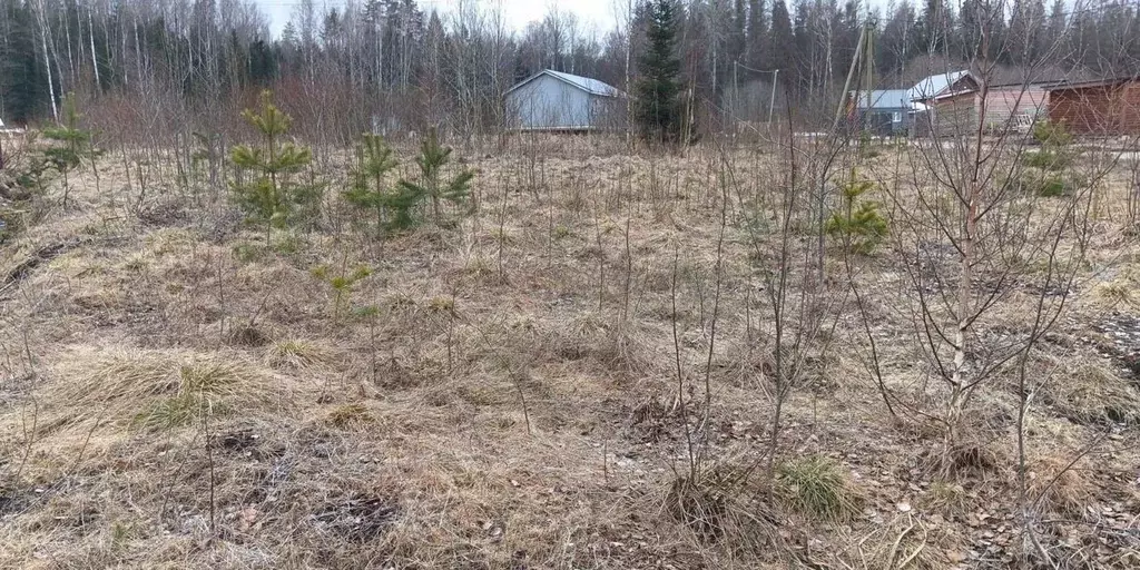 Участок в Ленинградская область, Приозерский район, Красноозерное ... - Фото 1