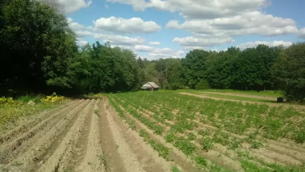 Участок в Псковская область, Плюсский муниципальный округ, д. ... - Фото 1