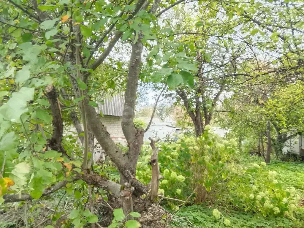Участок в Калужская область, Перемышльский район, Большие Козлы с/пос, ... - Фото 2