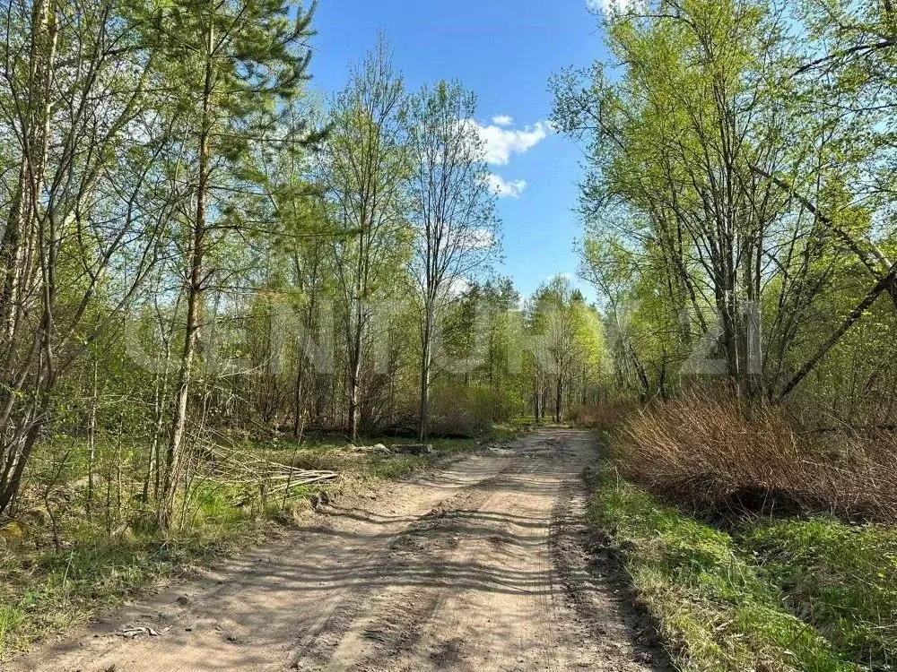 Участок в Ленинградская область, Выборгский район, Каменногорское ... - Фото 1