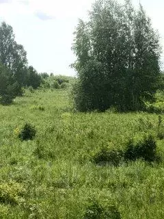 Участок в Пермский край, Чернушинский муниципальный округ  (7.26 сот.) - Фото 0