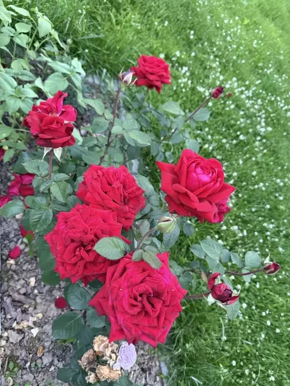 Участок в Москва д. Богородское, 3А (6.0 сот.) - Фото 1