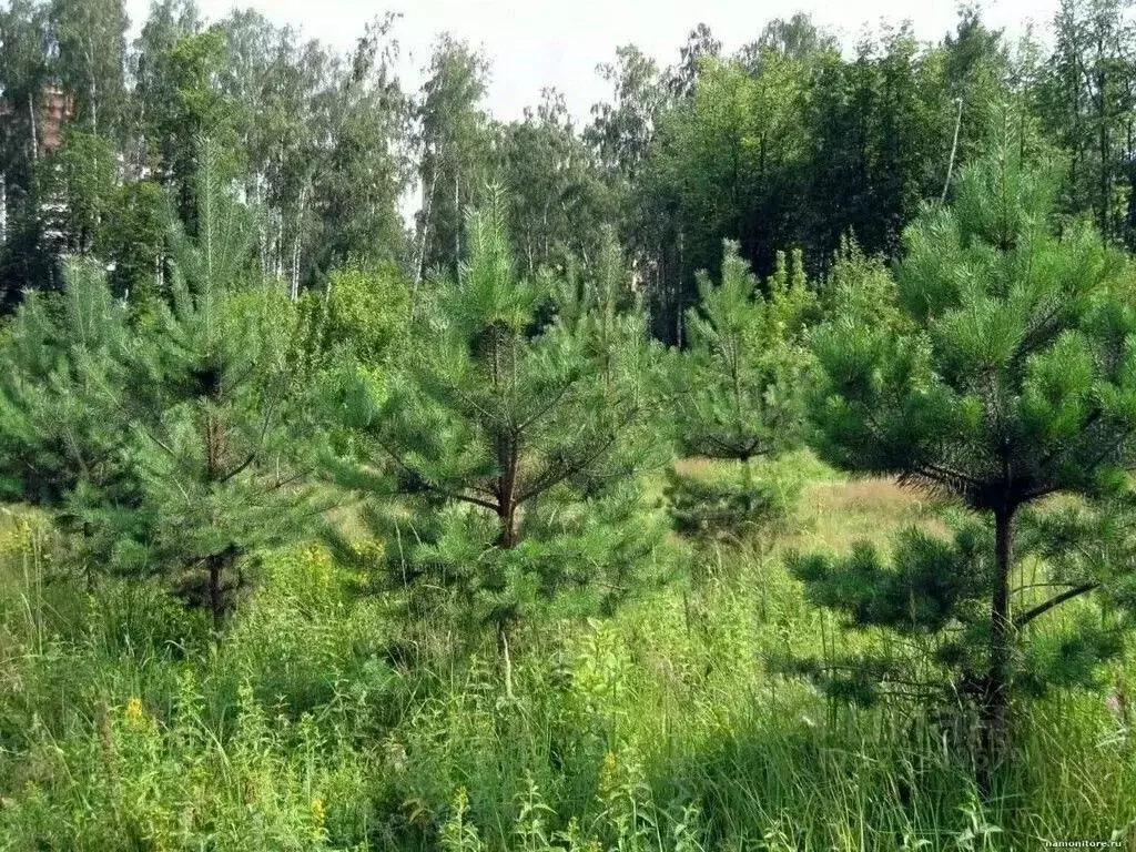 Участок в Башкортостан, Благовещенский район, Николаевский сельсовет, ... - Фото 1