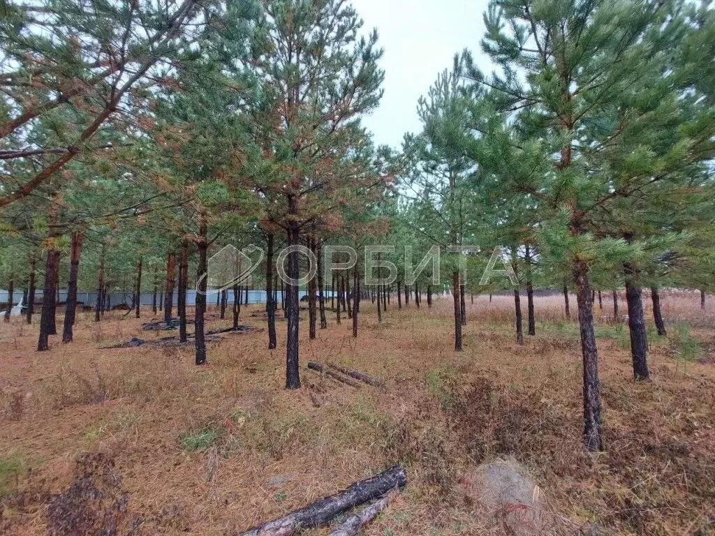 Участок в Тюменская область, Нижнетавдинский район, Березка СНТ  (15.0 ... - Фото 0