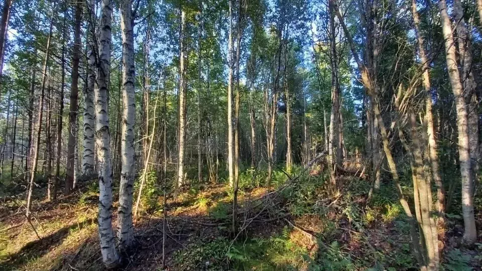 Участок 11 сот. (СНТ, ДНП) - Фото 0