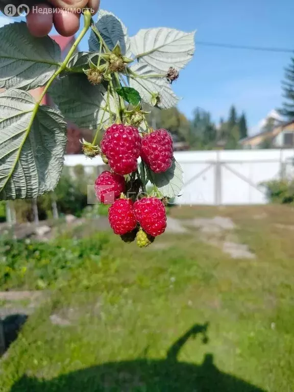 Участок в Новосибирск, ТСН СНТ Отдых-2, 51 (4.76 м) - Фото 2