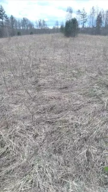 Участок в Новгородская область, Валдайский район, Яжелбицкое с/пос, д. ... - Фото 1