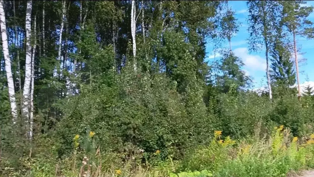 Участок в Ленинградская область, Всеволожский район, Сертоловское ... - Фото 1