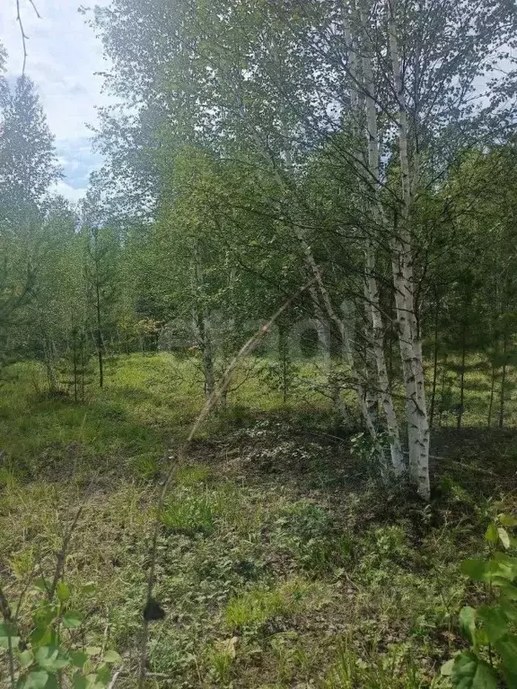 Участок в Забайкальский край, Читинский район, с. Смоленка  (30.0 ... - Фото 1