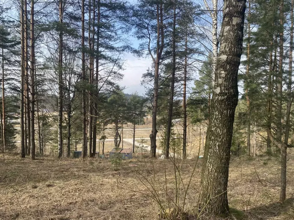Участок в Ленинградская область, Всеволожский район, Бугровское ... - Фото 2