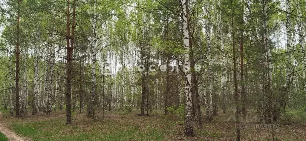 Участок в Рязанская область, Касимовский муниципальный округ, ... - Фото 1