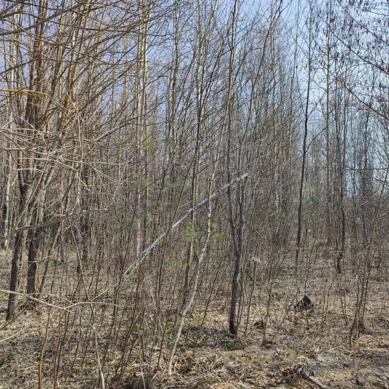 Участок в Московская область, Электрогорск Павлово-Посадский городской ... - Фото 0
