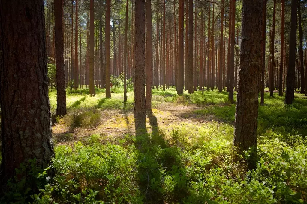 Участок в Санкт-Петербург пос. Ушково, Литорино кп,  (24.1 сот.) - Фото 2