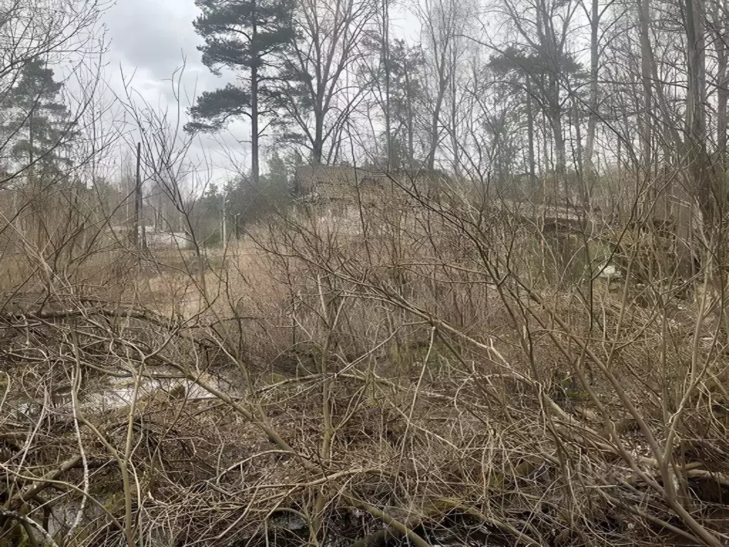 Участок в Санкт-Петербург пос. Ушково, Вокзальная ул., 10 (8.0 сот.) - Фото 1