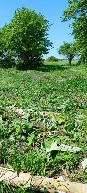 Участок в Чувашия, Аликовский муниципальный округ, д. Коракши  (35.0 ... - Фото 1