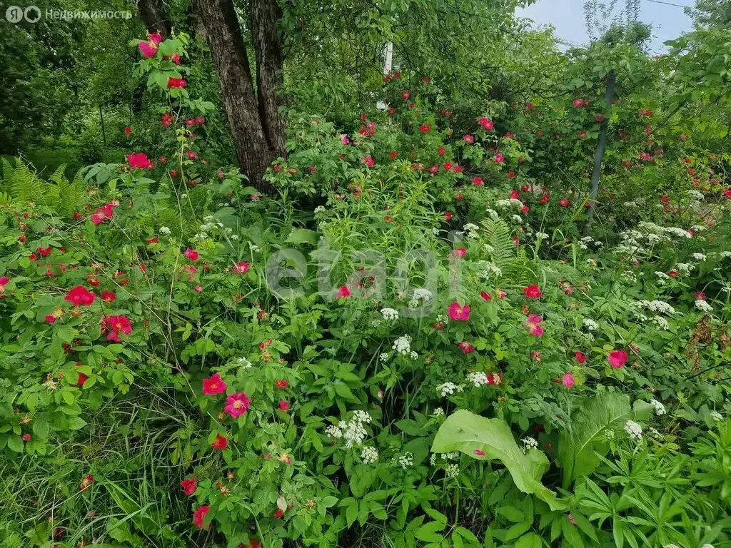 Участок в Брянск, садоводческое общество Мичуринец (6.1 м) - Фото 0