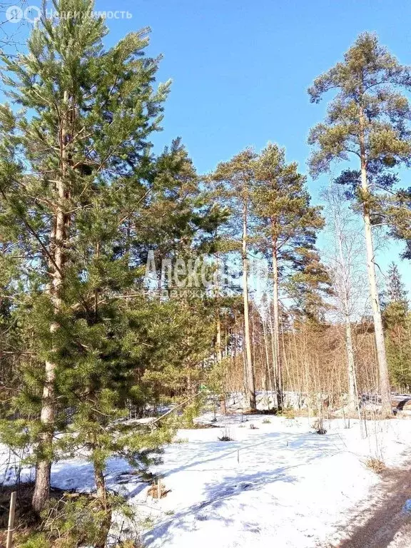 Участок в Приозерский район, Ларионовское сельское поселение, посёлок ... - Фото 1