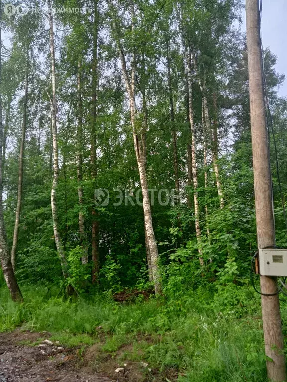 Участок в Ромашкинское сельское поселение, садоводческое ... - Фото 0