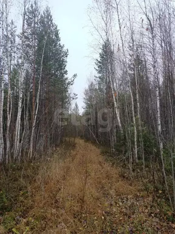 Участок в Коми, Сыктывдинский район, Выльгорт муниципальное ... - Фото 1