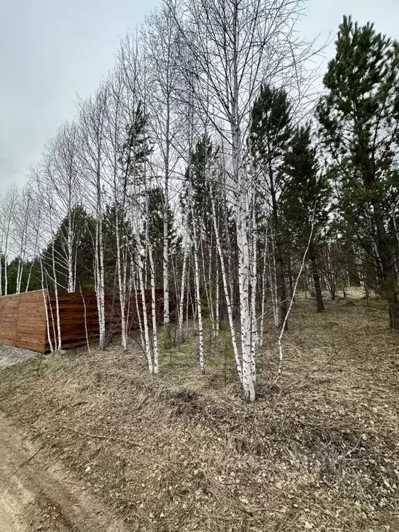 Участок в Красноярский край, Емельяново городское поселение, Сосновый ... - Фото 1