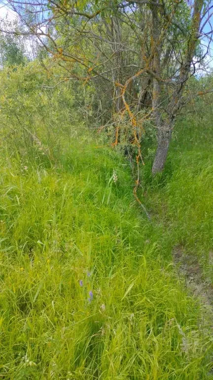 Участок в Новгородская область, Новгородский район, Трубичинское ... - Фото 2