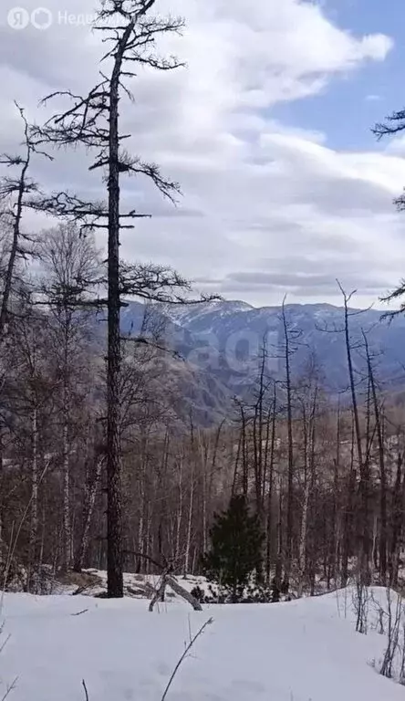 Участок в Чемальский район, Чемальский тракт (250 м) - Фото 2
