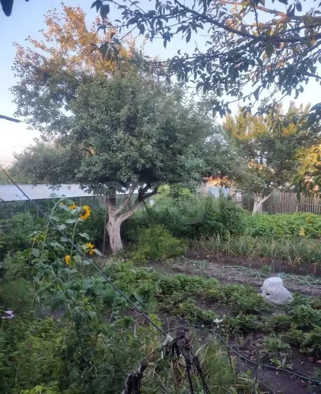 Дом в Брянская область, Брянск Лужаны-2 со,  (50 м) - Фото 1