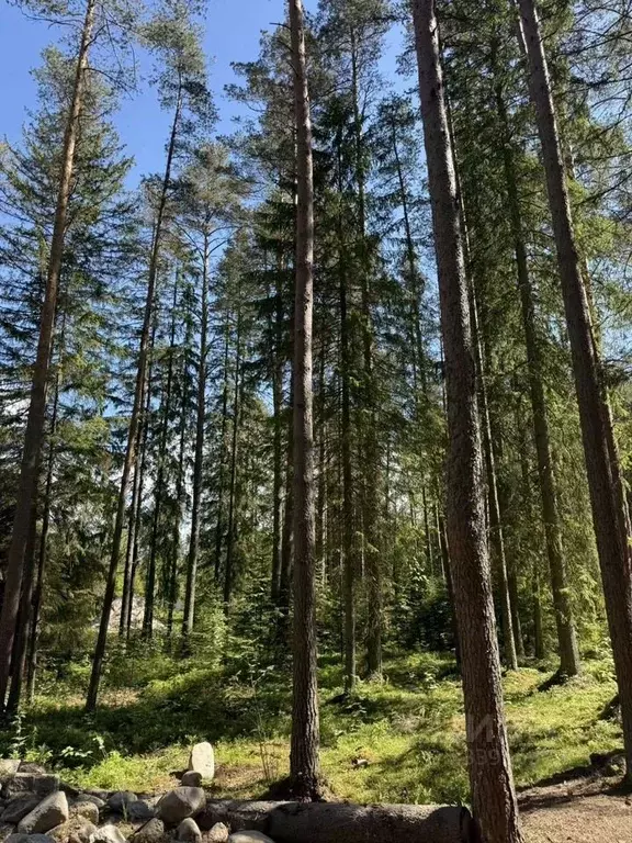 Участок в Санкт-Петербург пос. Репино, Завокзальная ул. (153.3 сот.) - Фото 1