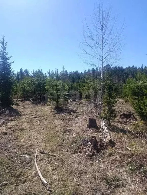 Участок в Алтай, Турочакский район, с. Кебезень Сосновая ул., 17 ... - Фото 1