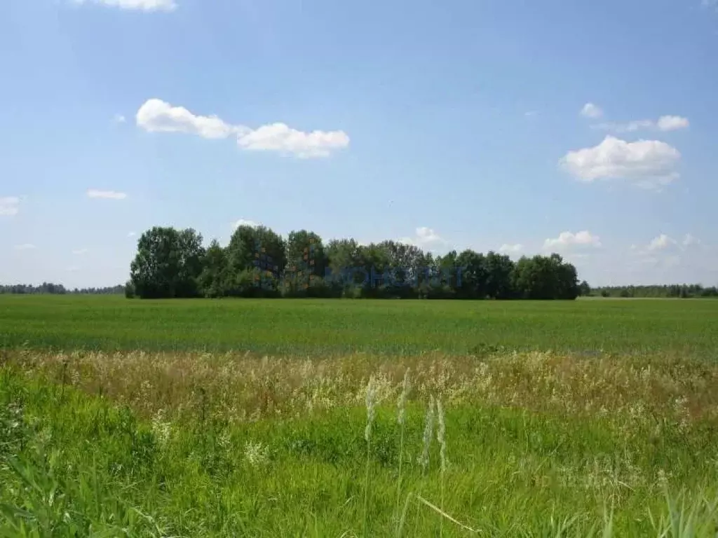 Участок в Нижегородская область, с. Безводное ул. Мирная (10.0 сот.) - Фото 2