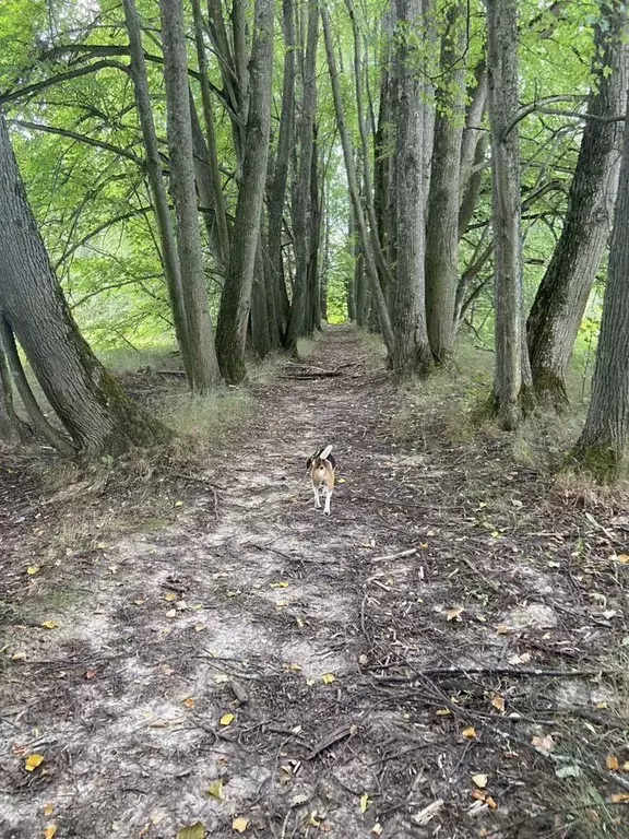 Участок в Московская область, Клин городской округ, д. Борисово ул. ... - Фото 1