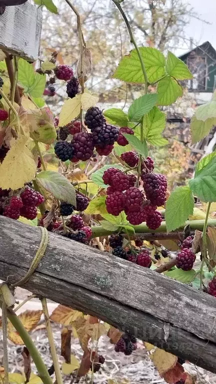 Дом в Волгоградская область, Волжский Досуг СНТ, ул. Каштановая (45 м) - Фото 2