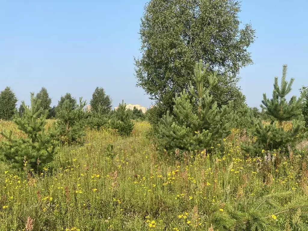 Участок в Московская область, Раменское Дергаево-3 кп,  (9.76 сот.) - Фото 2