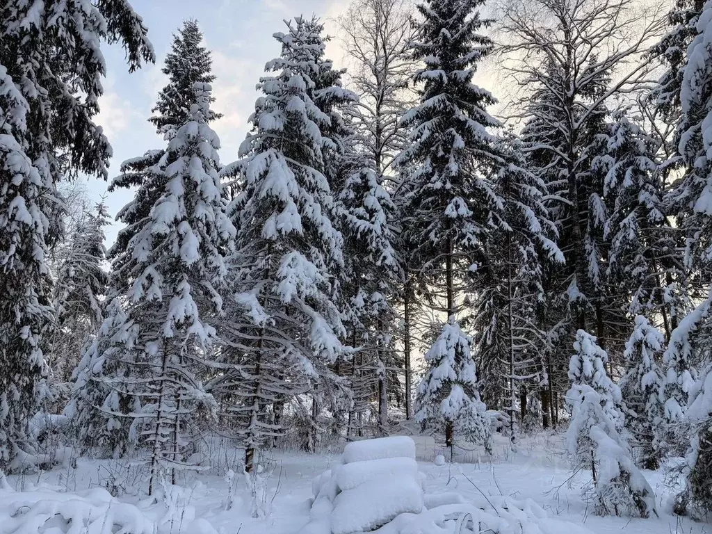 Участок в Московская область, Волоколамский муниципальный округ, ... - Фото 2