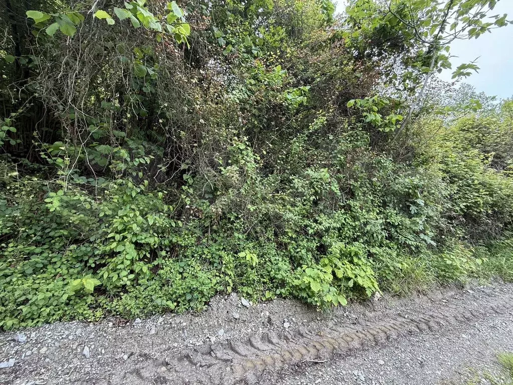 Участок 5,5 сот. (СНТ, ДНП) - Фото 0