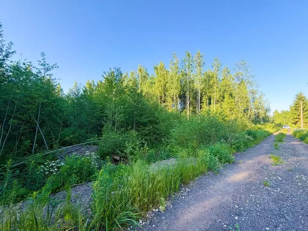 Участок в Ленинградская область, Лужский район, Мшинское с/пос, ... - Фото 1
