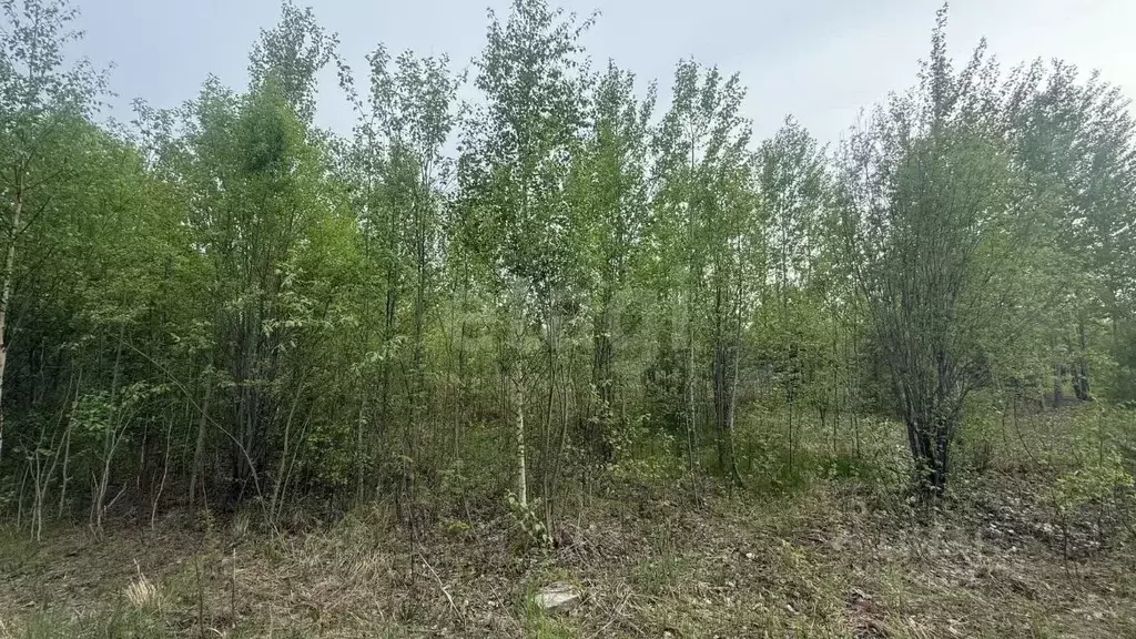 Участок в Ханты-Мансийский АО, Ханты-Мансийск Мир СОНТ,  (8.5 сот.) - Фото 1