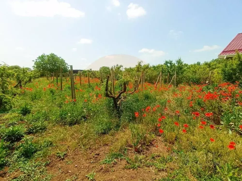 Участок в Крым, Сакский район, с. Крымское ул. Северная (14.25 сот.) - Фото 2