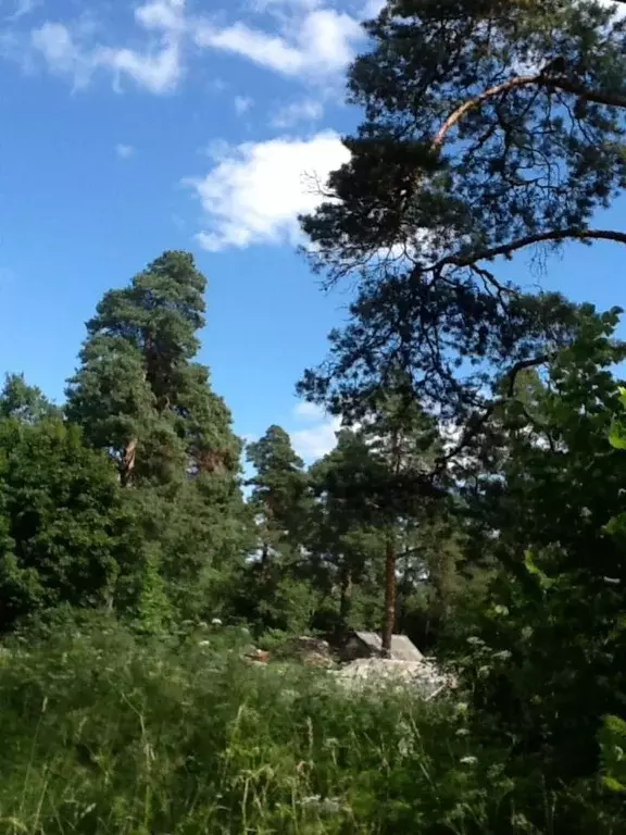 Участок в Ленинградская область, Лужский район, Володарское с/пос, ... - Фото 1