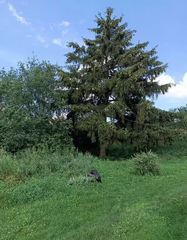 Участок в Московская область, Кашира городской округ, д. Клубня ул. ... - Фото 1