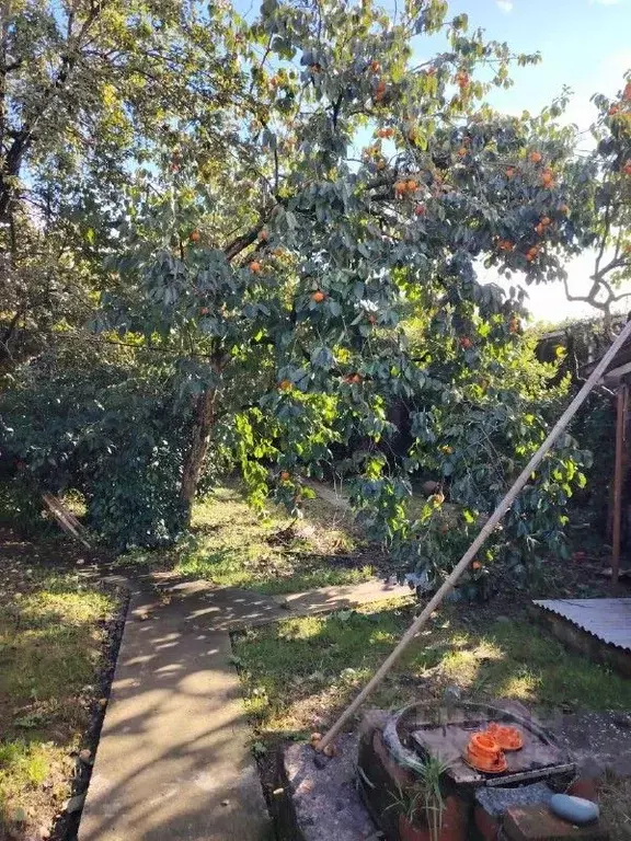 Участок в Краснодарский край, Сочи Костромская ул., 80 (6.78 сот.) - Фото 1