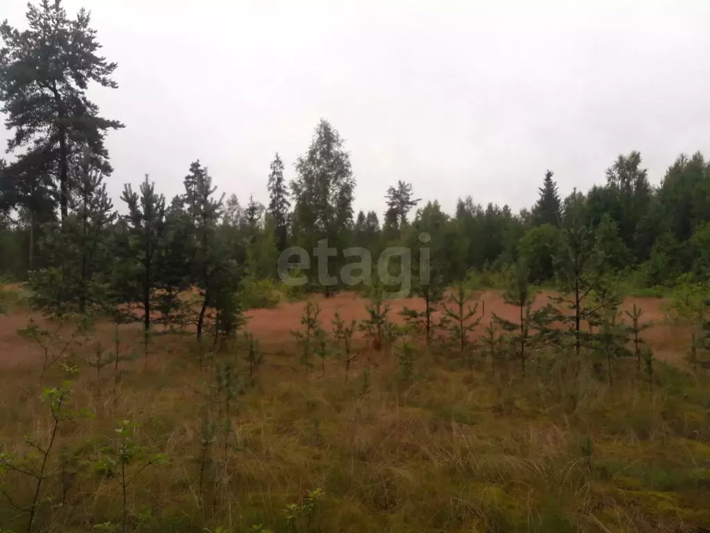 Участок в Вологодская область, Устюженский муниципальный округ, ... - Фото 1