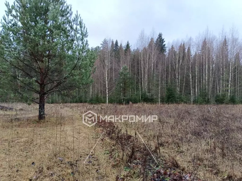 Участок в Кировская область, Кирово-Чепецкий район, Пасеговское с/пос, ... - Фото 1