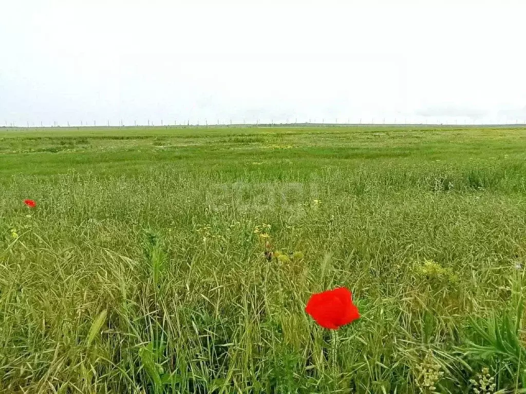 Участок в Крым, Ленинский район, с. Батальное ул. Полевая (960.91 ... - Фото 0